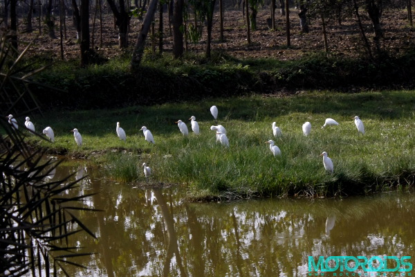 Birds Birds and Water