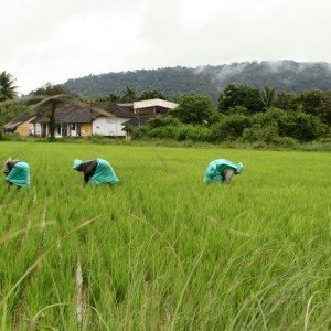Paddy cultivation at Bittangala