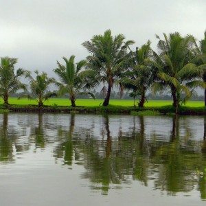 Paddy fields from the backwaters