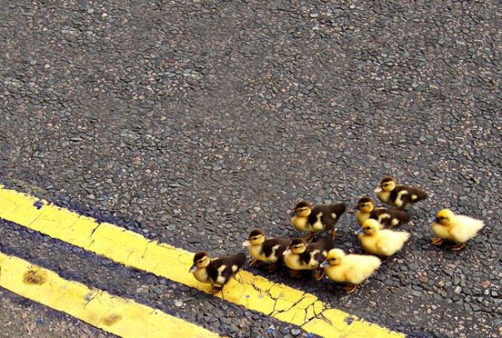 ducklings