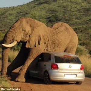 Elephant plays with VW Polo Image