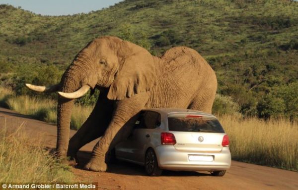 Elephant plays with VW Polo Image