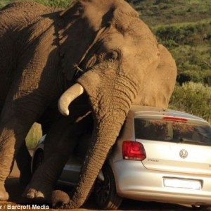 Elephant plays with VW Polo Image