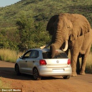 Elephant plays with VW Polo Image