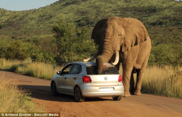 Elephant-plays-with-VW-Polo-Image-3