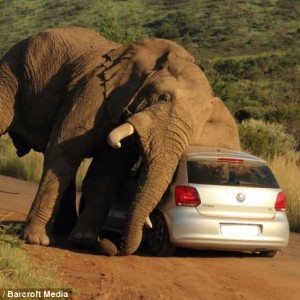 Elephant plays with VW Polo Image
