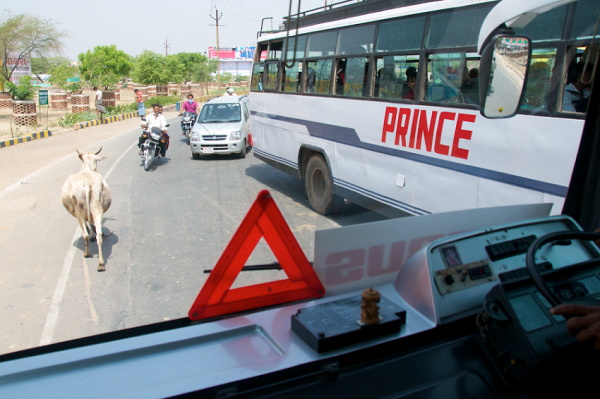 cow on indian roads