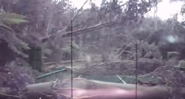 trees falling on road