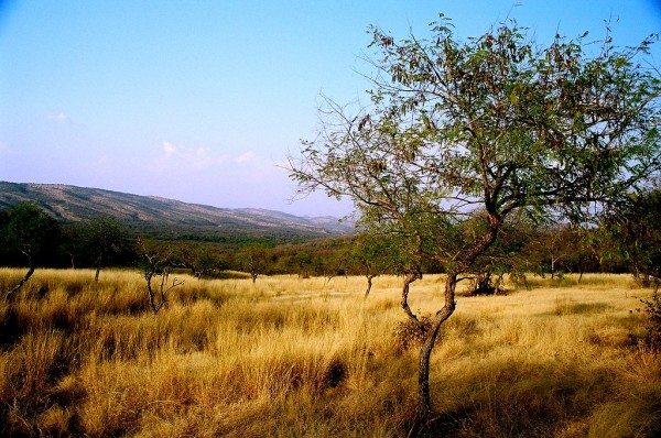 Ranthambhore_Rajasthan