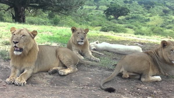 Lion opens car door