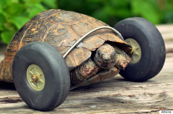 Pet tortoise whose had its legs eaten by rats, has had wheels fitted which makes her move twice as fast, in Pembroke, west Wales, UK