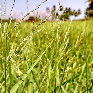 Mulki countryside