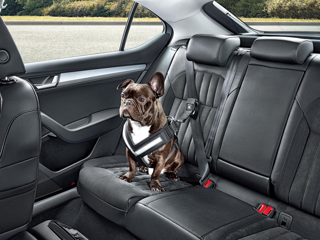 Dog_seat belt