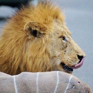 Lions kill dear in sight of tourists