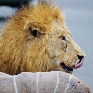 Lions kill dear in sight of tourists