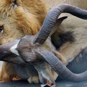 Lions kill dear in sight of tourists