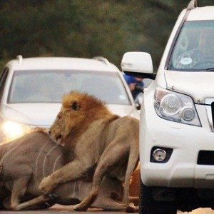 Lions kill dear in sight of tourists