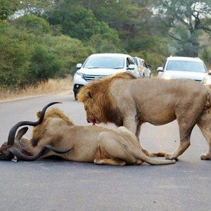 Lions kill dear in sight of tourists