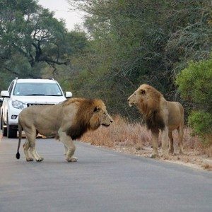 Lions kill dear in sight of tourists