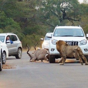 Lions kill dear in sight of tourists