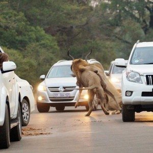 Lions kill dear in sight of tourists