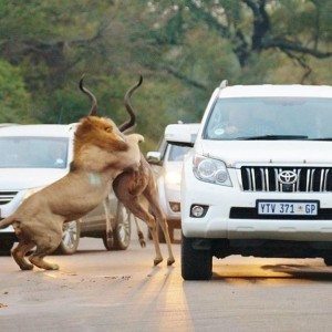 Lions kill dear in sight of tourists