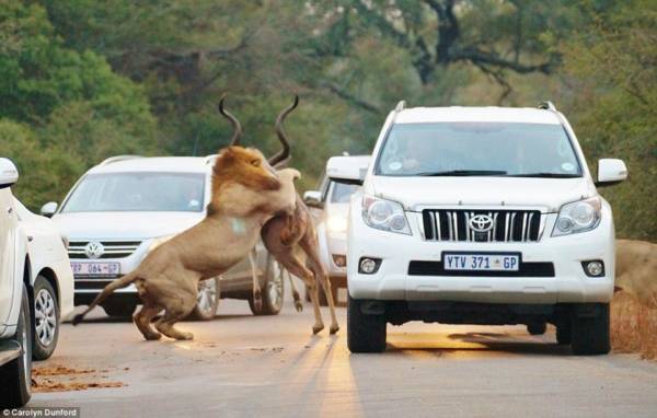 Lions kill dear in sight of tourists