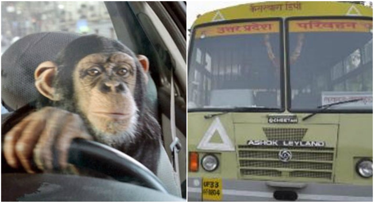 Monkey starts bus and drives off in Bareilly; gets into a fender bender |  Motoroids