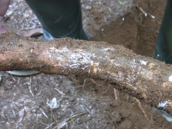 Bridgestone Pioneers New Technique to Easily Diagnose Disease in Natural Rubber Trees