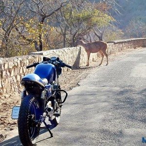 Bajaj Pulsar P GT Cafe Racer