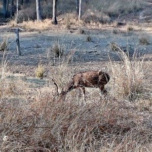 Mahindra Wild Escape  day