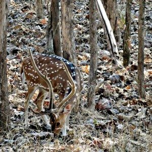 Mahindra Wild Escape  day