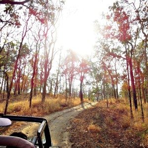 Mahindra Wild Escape  day