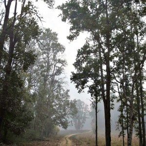 Mahindra Wild Escape  day