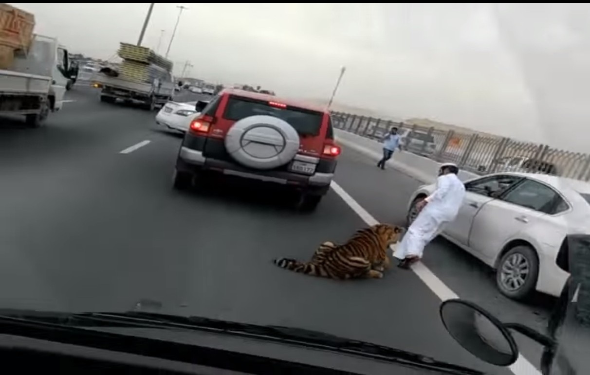 Tiger on Doha expressway 2