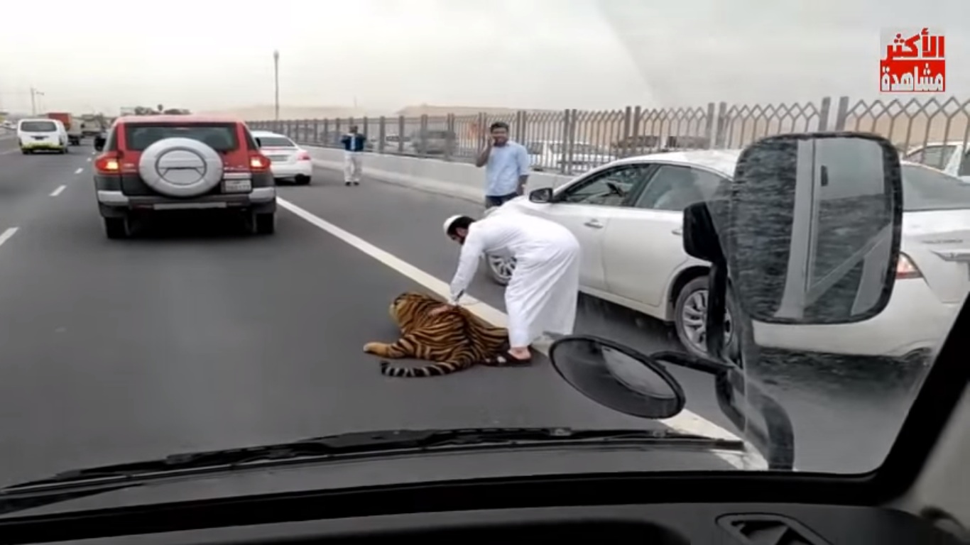Tiger on Doha expressway 3