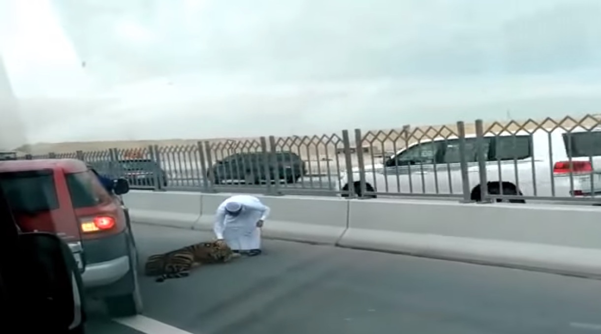 Tiger on Doha expressway 4