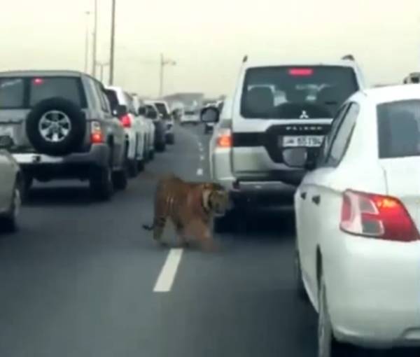 Tiger on Doha expressway