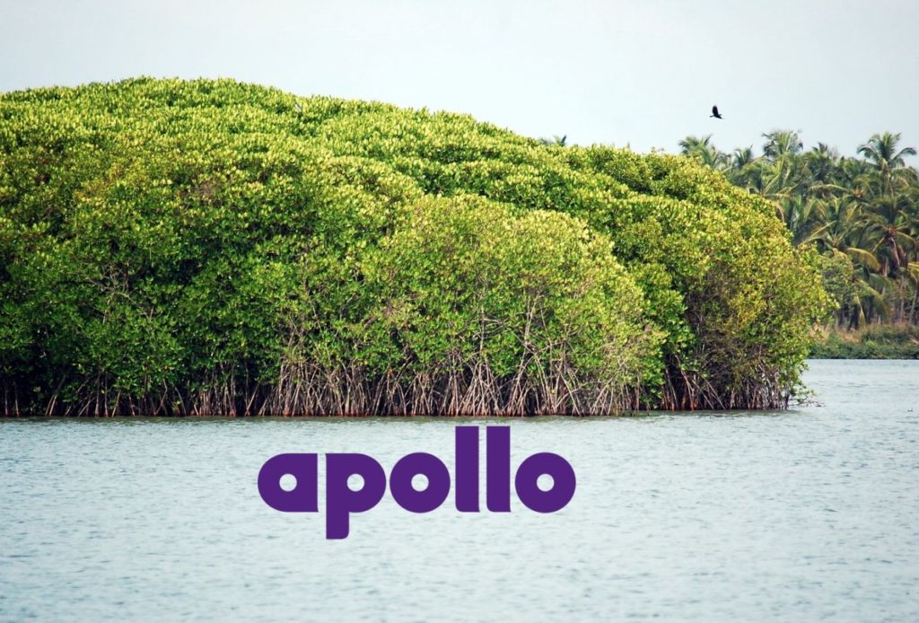 Apollo mangroves conservation