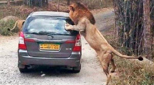 Two Lions Attack Vehicle in Bannerghatta Karnataka