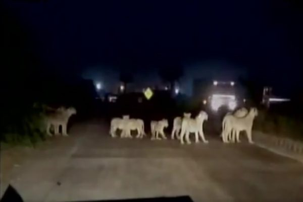 Asiatic Lions on a busy highway