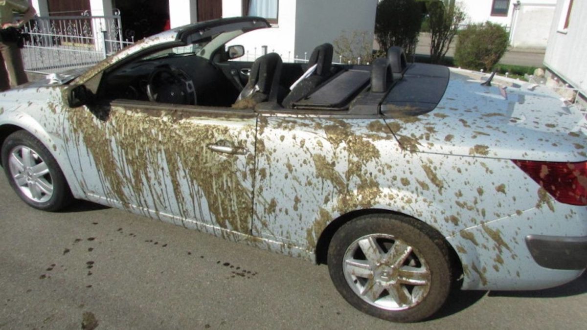 Renault Megane Coupe Cabrio was flooded with manure
