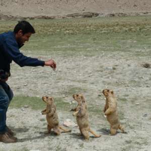 Mermuts near pangong