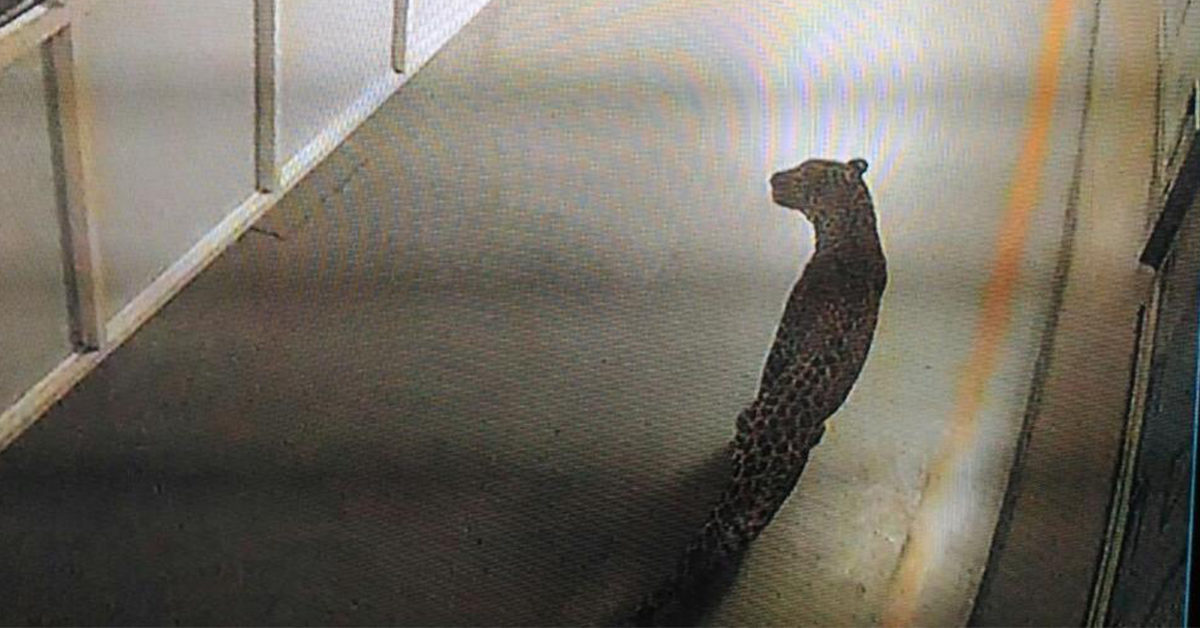 Maruti Suzuki Leopard In Manesar Plant Via Twitter Feature Image