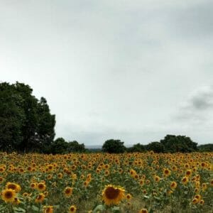 Mahindra Monsoon Adventure  Sunflower farm