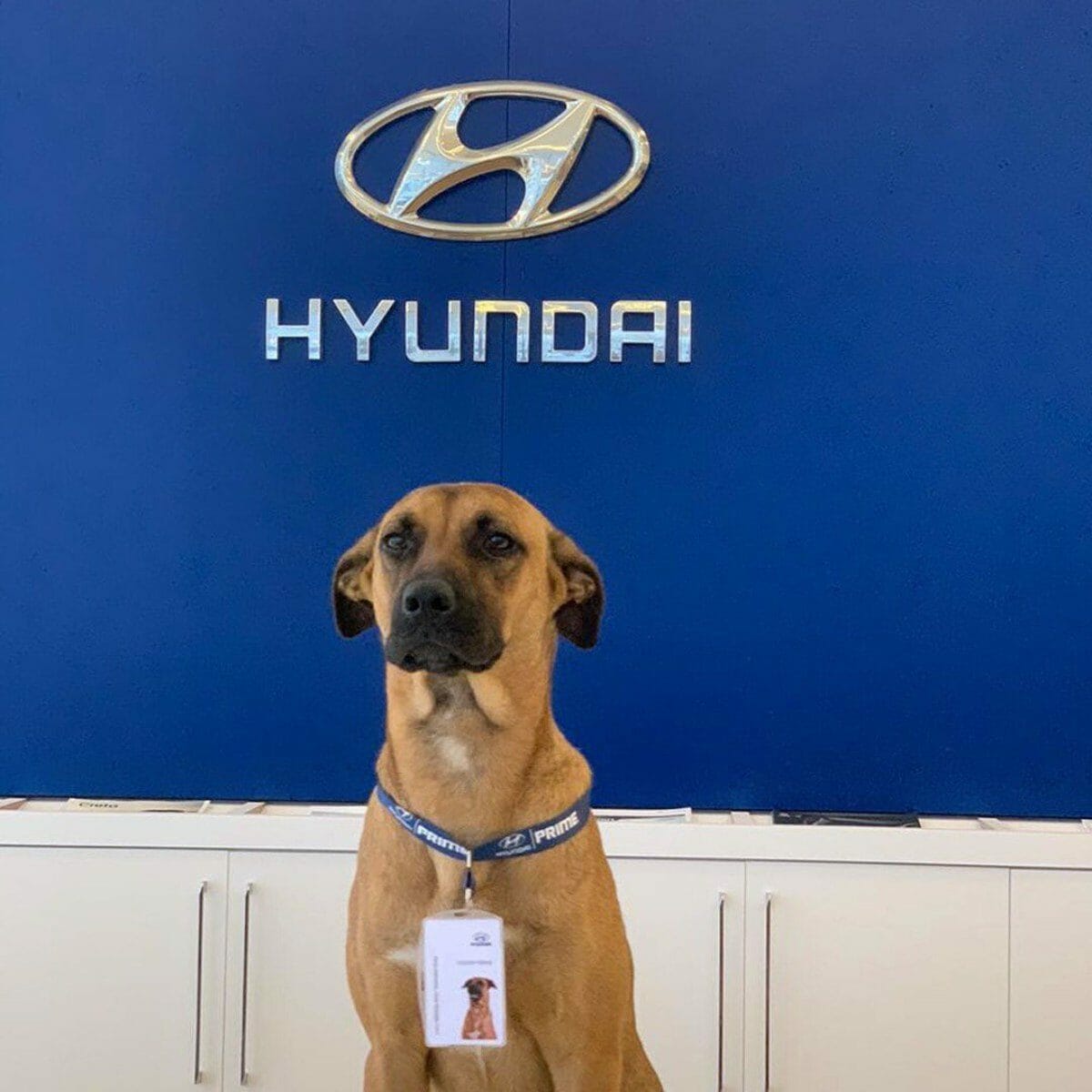 Hyundai Tucson Prime dog