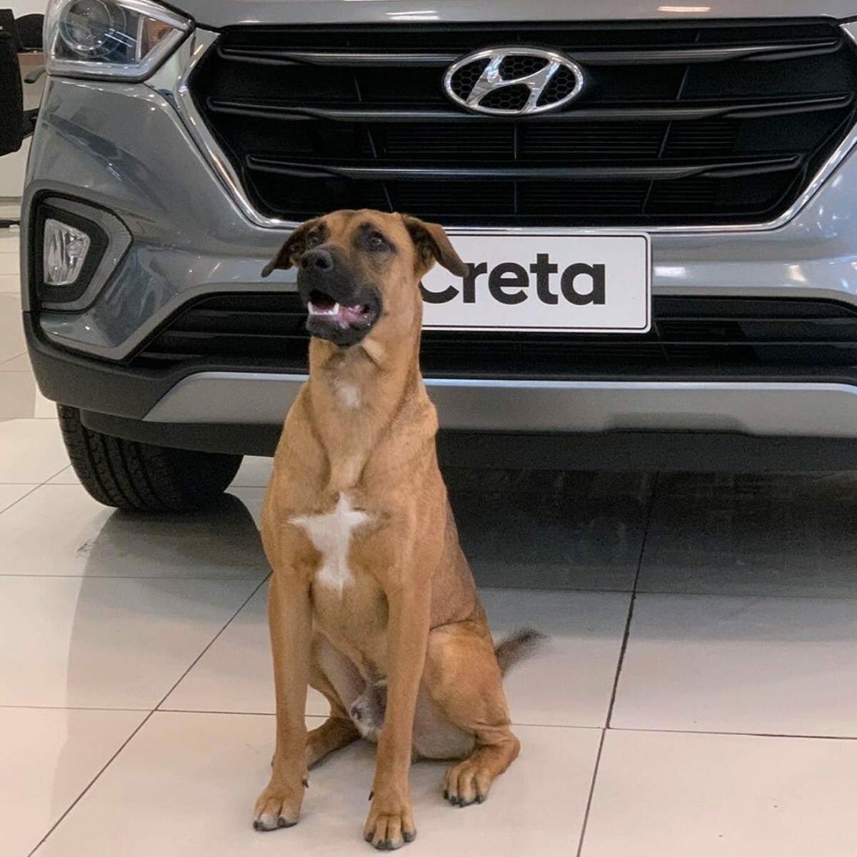 Hyundai Tucson Prime dog (3)