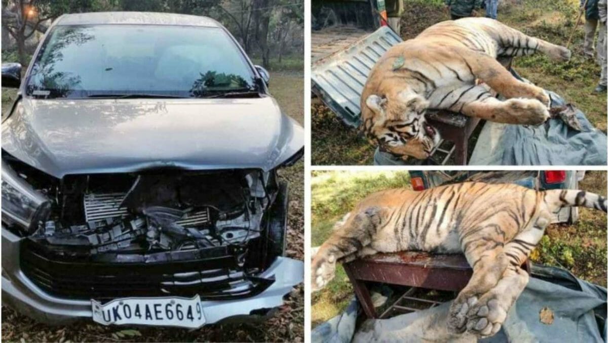 Overspeeding kills a tiger in Uttarakhand