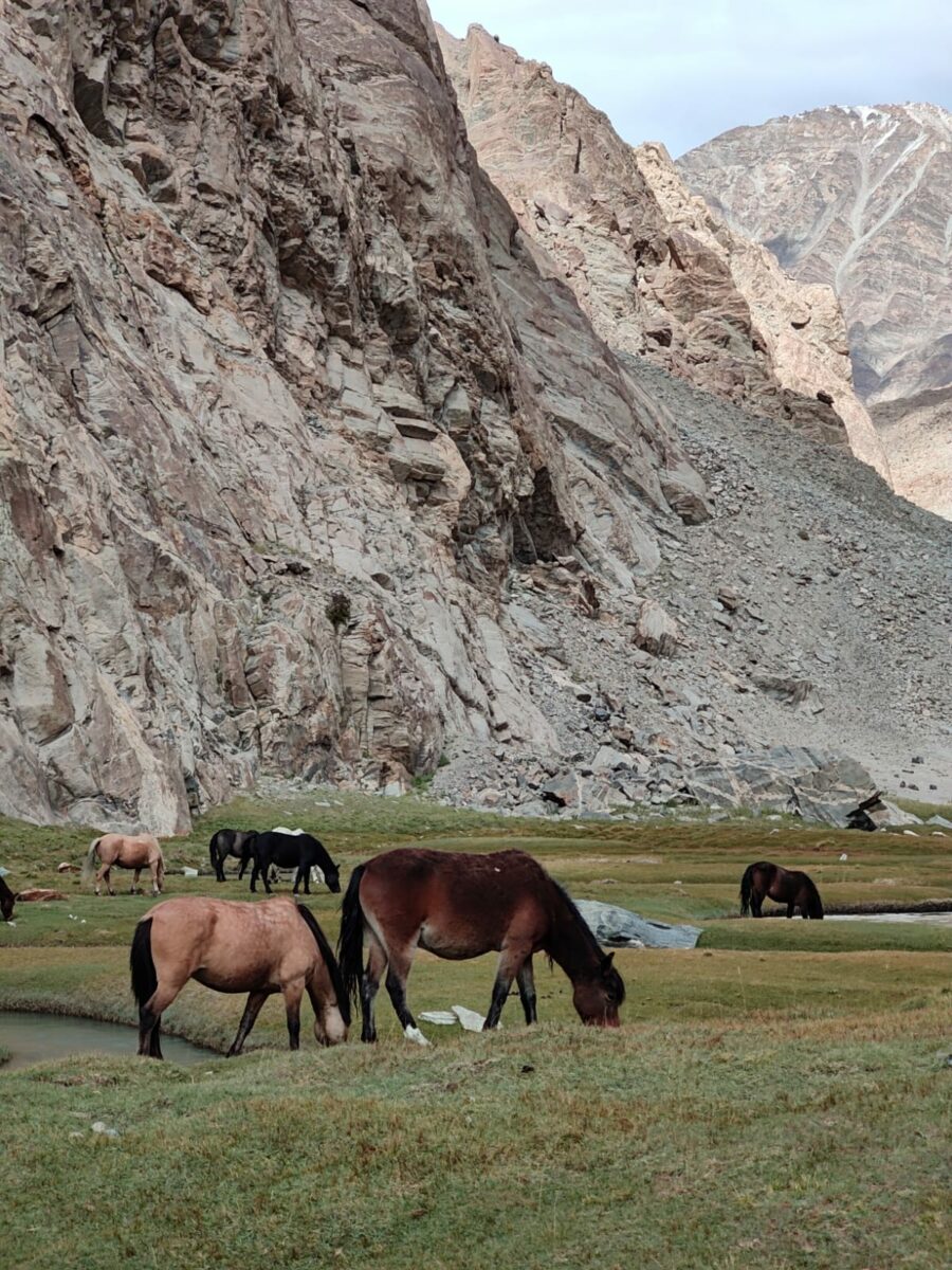 Nubra Valley wild horses